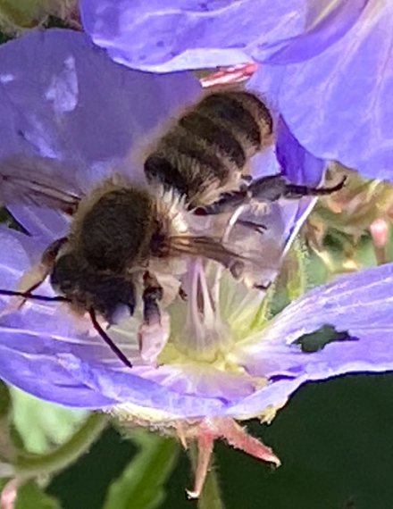 Project: 1000 Stapstenen voor de Bij